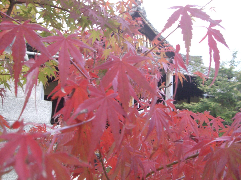 勝林寺紅葉2011