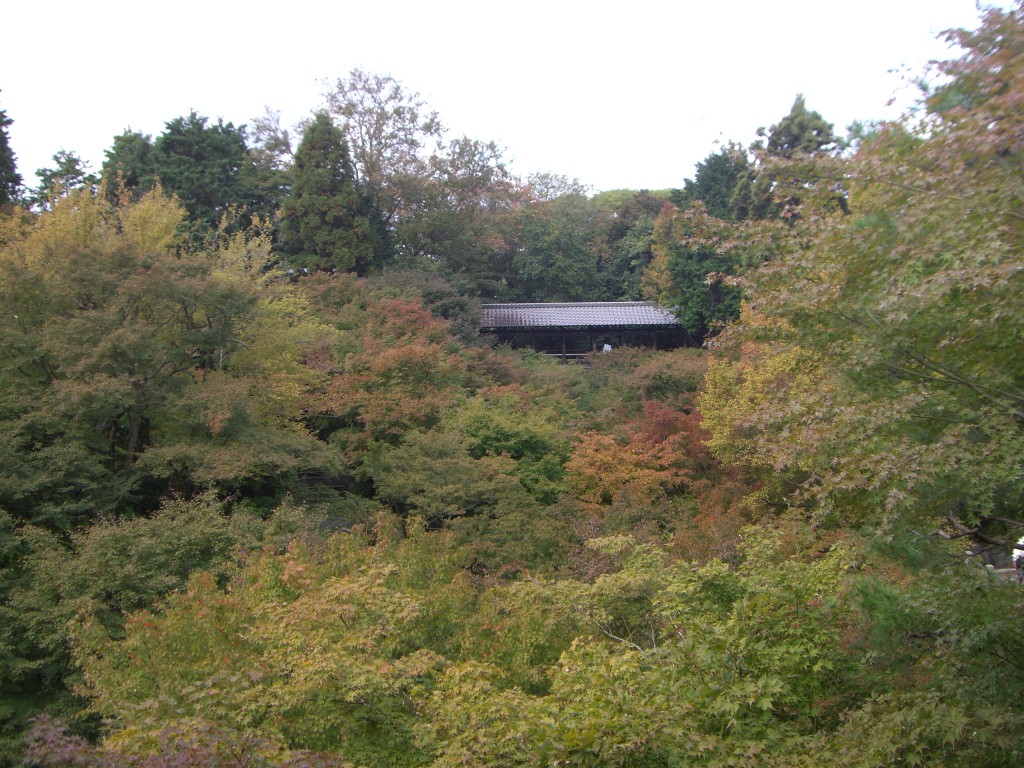 東福寺紅葉　2011