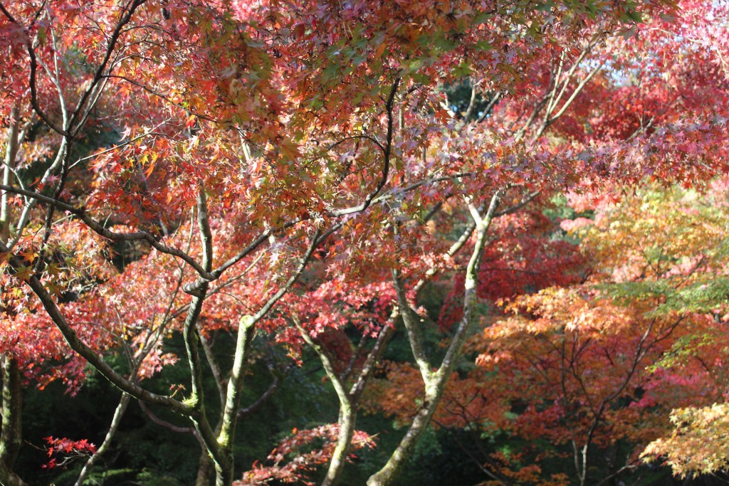 東福寺紅葉2013・11・14－2