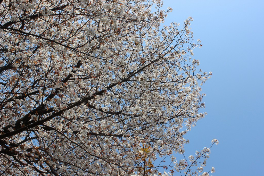 皇桜2014・4・8ＷＥＢ